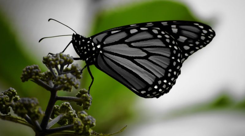 découvrez comment le changement climatique pousse des millions de personnes à migrer à travers le monde, transformant des territoires et redéfinissant l'avenir des sociétés. explorez les causes, les conséquences et les solutions pour mieux comprendre ce phénomène croissant.