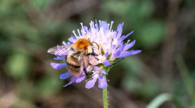 découvrez les politiques environnementales qui façonnent notre avenir. explorez les initiatives visant à protéger la planète, promouvoir la durabilité et encourager un développement responsable. engageons-nous ensemble pour un monde plus vert.