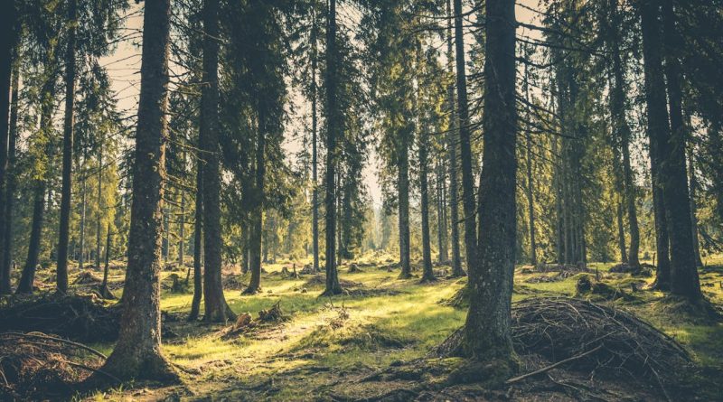 découvrez la beauté des forêts, ces écosystèmes riches en biodiversité qui jouent un rôle crucial dans la régulation du climat et la préservation de la faune. explorez les merveilles des forêts et l'importance de leur protection pour notre planète.