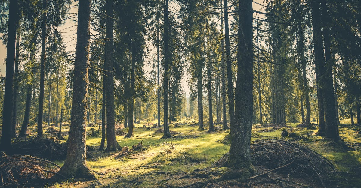 découvrez la beauté des forêts, ces écosystèmes riches en biodiversité qui jouent un rôle crucial dans la régulation du climat et la préservation de la faune. explorez les merveilles des forêts et l'importance de leur protection pour notre planète.