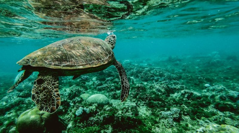 découvrez la beauté et la diversité des océans, ces vastes étendues d'eau qui abritent une richesse incroyable de vie marine. explorez leurs enjeux écologiques, leur rôle vital dans le climat de notre planète et les merveilles qu'ils cachent, pour mieux comprendre et protéger nos mers et océans.