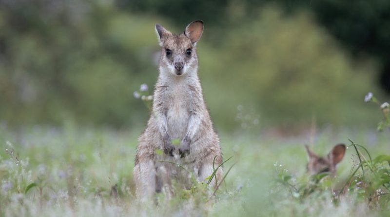 découvrez l'importance de la biodiversité pour notre planète. apprenez comment les écosystèmes interconnectés soutiennent la vie, préservent les ressources naturelles et contribuent à notre bien-être. engagez-vous pour la protection de la biodiversité et soutenez des initiatives pour un avenir durable.