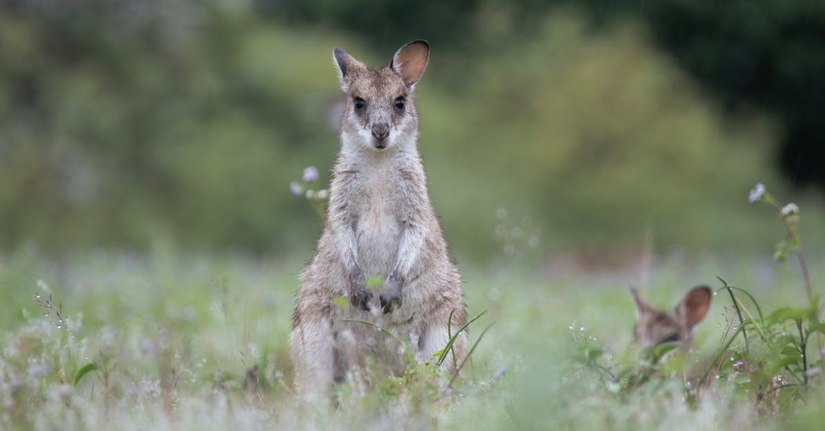 découvrez l'importance de la biodiversité pour notre planète. apprenez comment les écosystèmes interconnectés soutiennent la vie, préservent les ressources naturelles et contribuent à notre bien-être. engagez-vous pour la protection de la biodiversité et soutenez des initiatives pour un avenir durable.