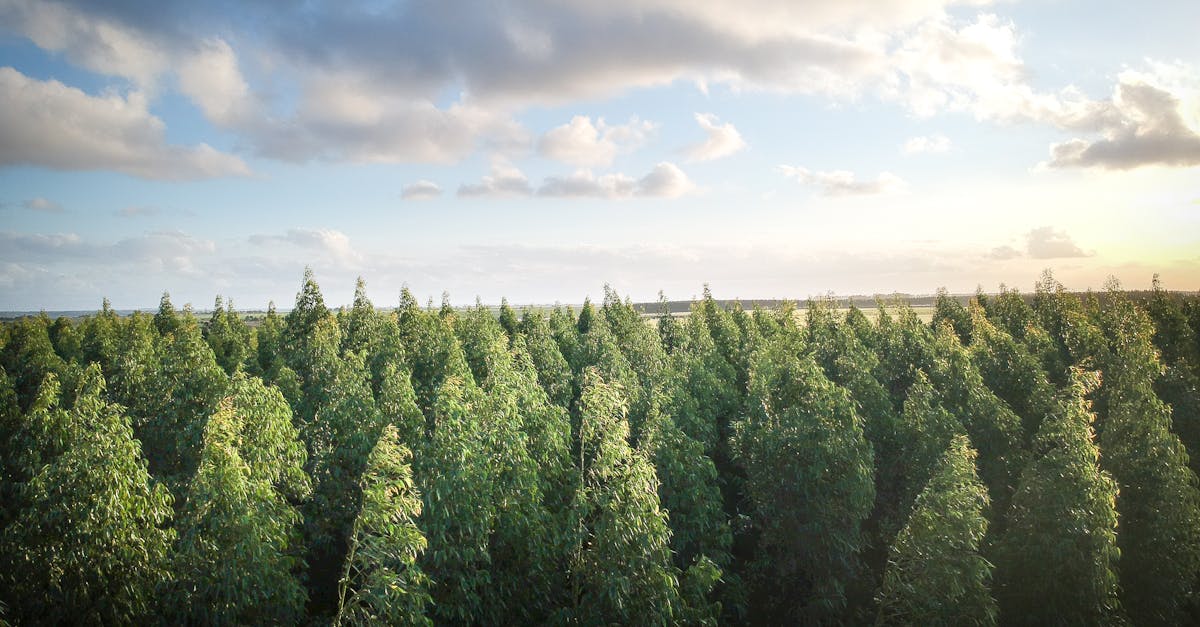 découvrez l'importance de la reforestation pour la planète. apprenez comment cette pratique essentielle contribue à la lutte contre le changement climatique, préserve la biodiversité et favorise des écosystèmes durables. engagez-vous aujourd'hui pour un avenir plus vert.