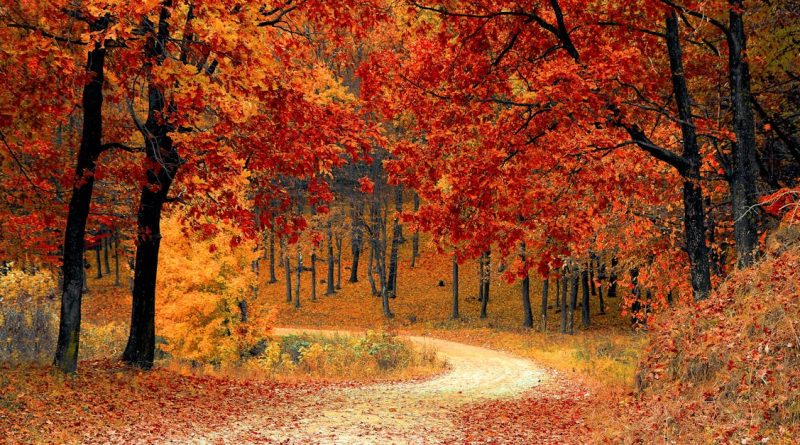 découvrez la beauté et la biodiversité des forêts à travers le monde. apprenez l'importance des écosystèmes forestiers pour la planète, la faune et la flore, et explorez des conseils pratiques pour protéger et préserver ces trésors naturels.