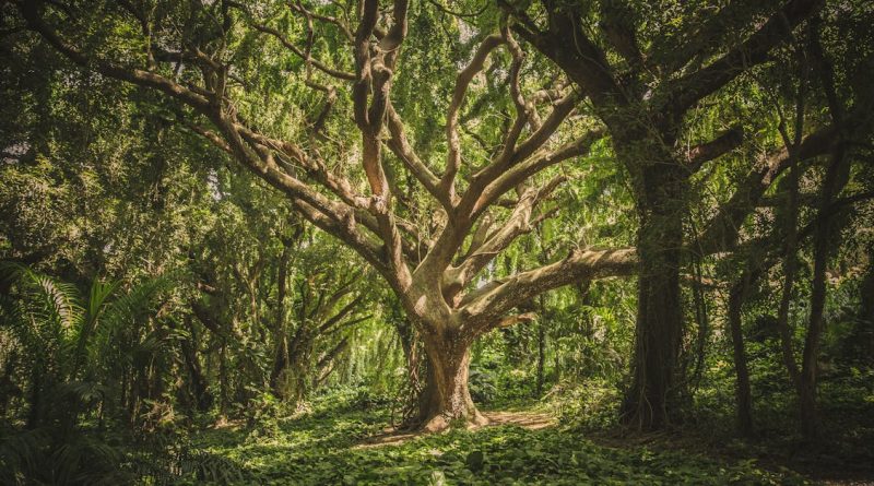 découvrez l'importance des forêts pour notre planète : écosystèmes diversifiés, habitat pour la faune, régulation du climat et source de ressources renouvelables. explorez leur beauté et l'importance de leur préservation pour les générations futures.