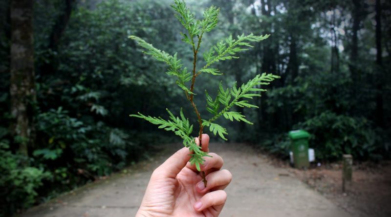 découvrez les principes fondamentaux de l'écologie, l'étude des interactions entre les êtres vivants et leur environnement. apprenez comment protéger notre planète et promouvoir la biodiversité à travers des actions concrètes et des pratiques durables.