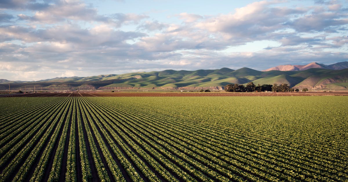 découvrez l'univers de l'agriculture : des pratiques durables aux innovations technologiques, explorez comment ce secteur vital façonne notre alimentation et préserve notre environnement.