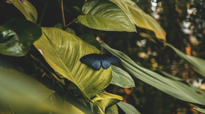 découvrez les enjeux et les étapes de la transition écologique, un processus essentiel pour préserver notre planète. apprenez comment les actions individuelles et collectives peuvent contribuer à un avenir durable et respectueux de l'environnement.