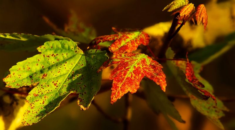 découvrez comment la transition écologique transforme notre société vers un avenir durable. explorez des solutions innovantes, des pratiques respectueuses de l'environnement et des initiatives visant à préserver notre planète pour les générations futures.