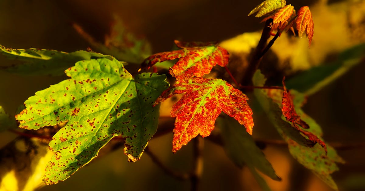 découvrez comment la transition écologique transforme notre société vers un avenir durable. explorez des solutions innovantes, des pratiques respectueuses de l'environnement et des initiatives visant à préserver notre planète pour les générations futures.