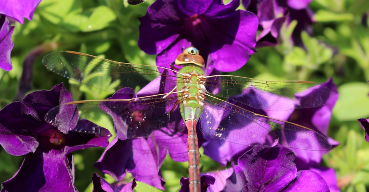 découvrez l'importance de la biodiversité pour notre planète, les menaces qui pèsent sur elle et les actions que nous pouvons entreprendre pour la préserver. explorez la richesse des écosystèmes et laissez-vous inspirer à agir pour un avenir durable.