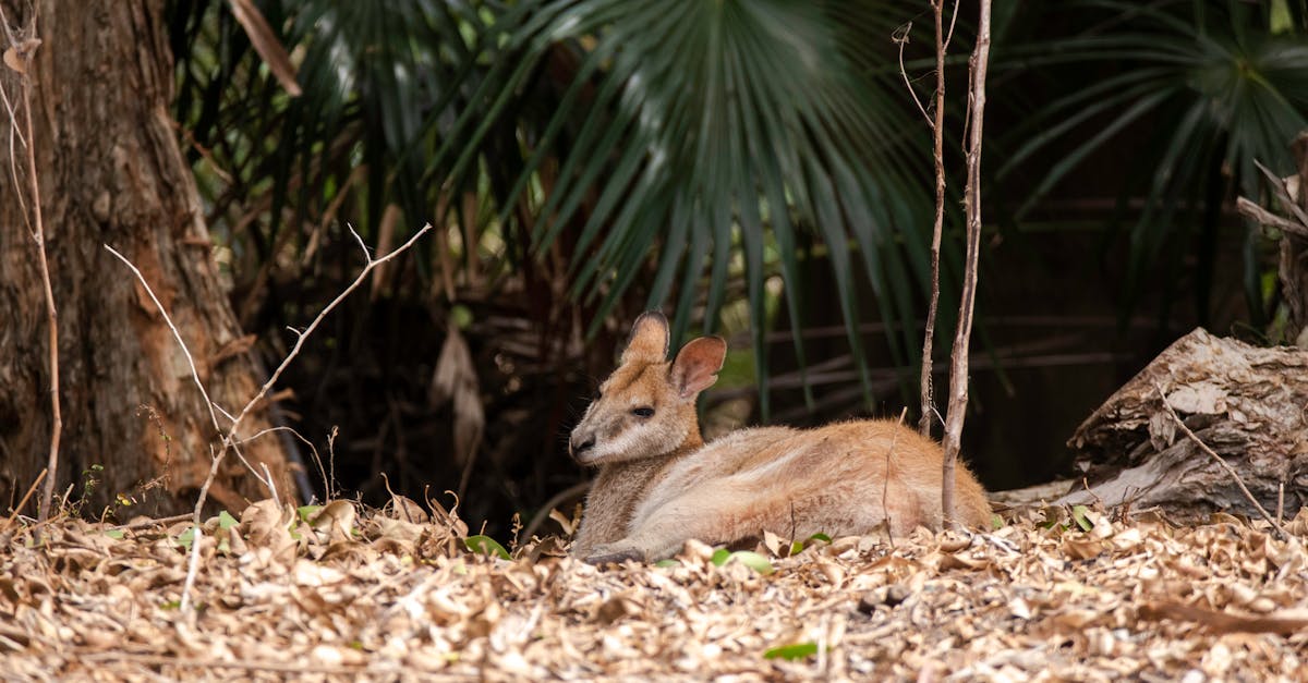 découvrez l'importance de la biodiversité, ses enjeux cruciaux pour l'équilibre des écosystèmes et les actions nécessaires pour la préserver. plongez dans le monde fascinant des espèces et de leur interconnexion.