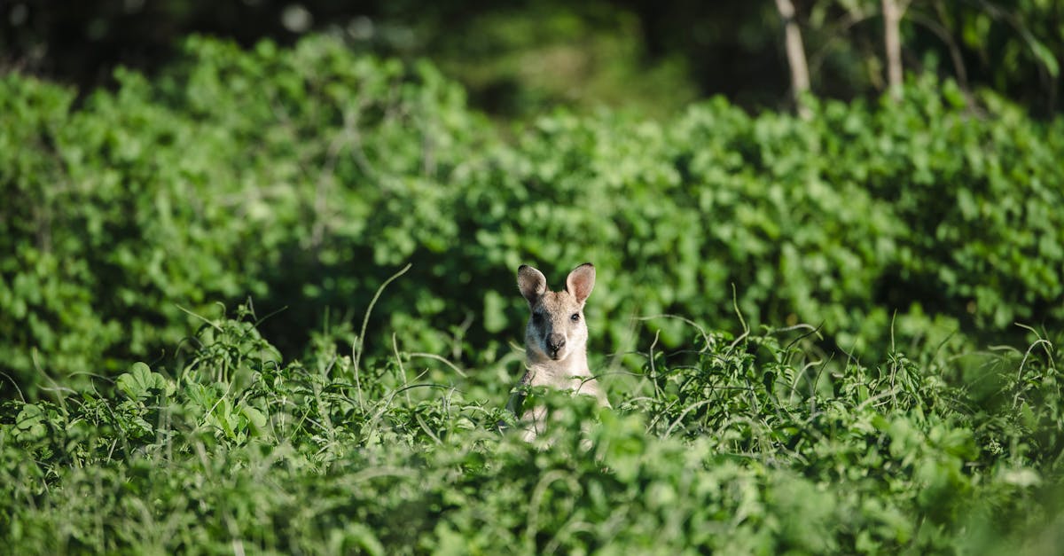 découvrez l'importance de la biodiversité pour notre planète. explorez les différentes espèces, leurs habitats et les menaces qui pèsent sur elles. engagez-vous dans la préservation de la richesse naturelle qui soutient la vie sur terre.