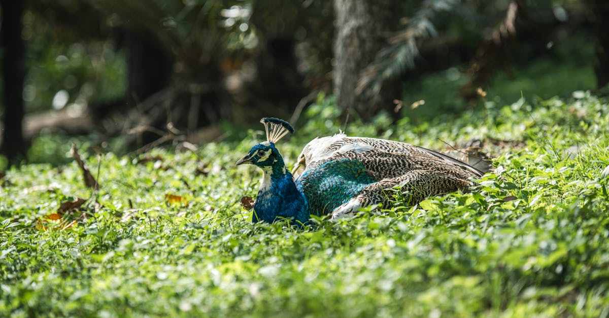 découvrez l'importance de la biodiversité pour notre planète, son impact sur les écosystèmes et les actions nécessaires pour protéger les espèces et leurs habitats. engagez-vous pour un avenir durable et riche en diversité.