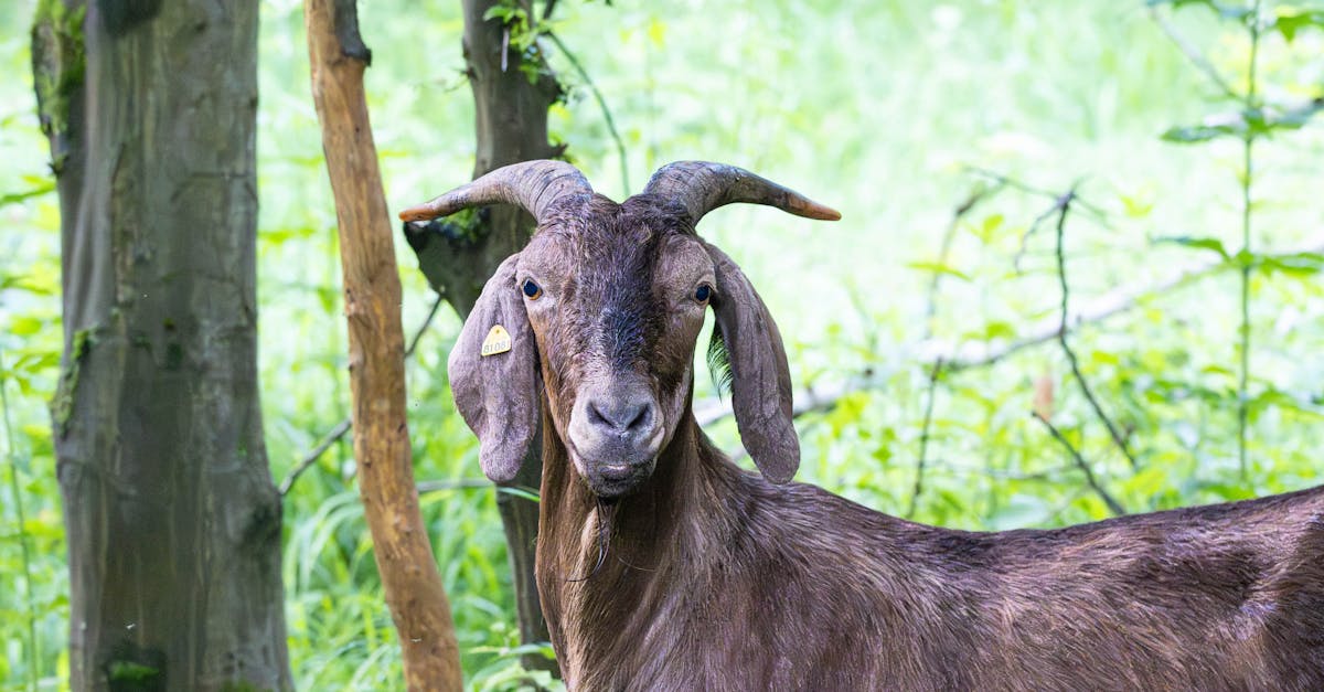 découvrez l'importance de la biodiversité pour notre planète, son rôle essentiel dans les écosystèmes et les actions à entreprendre pour la préserver. explorez les richesses de la nature et engagez-vous pour un avenir durable.