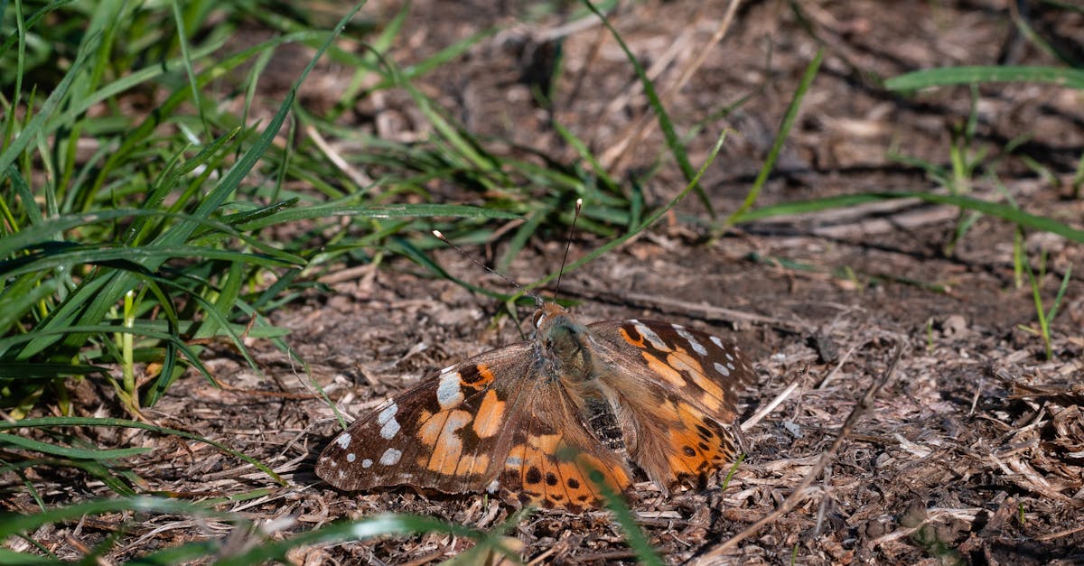 découvrez l'importance de la biodiversité pour notre planète, son impact sur les écosystèmes, et les efforts nécessaires pour la préserver. explorez les richesses de la nature et apprenez comment chaque espèce joue un rôle crucial dans l'équilibre de notre environnement.