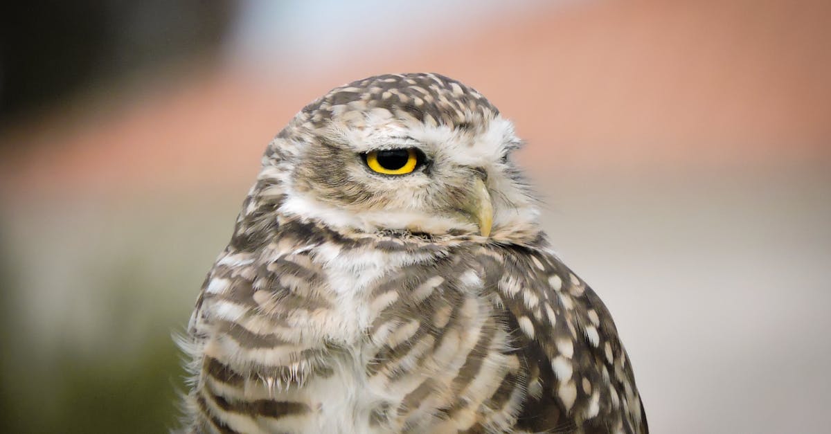 découvrez l'importance de la biodiversité pour la planète et l'humanité. explorez les différentes espèces, leur habitat et les menaces qui pèsent sur notre écosystème. engagez-vous pour la préservation de la vie sous toutes ses formes.