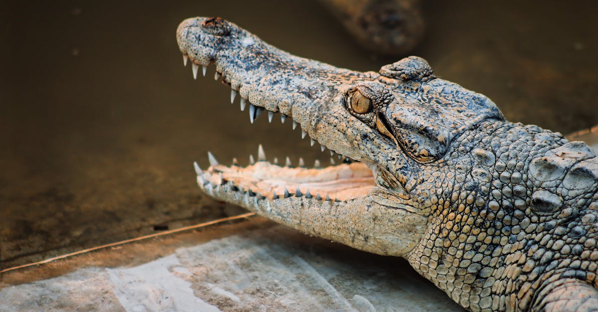 découvrez l'importance de la biodiversité pour notre planète, les menaces qui pèsent sur les écosystèmes et les actions que nous pouvons entreprendre pour préserver la richesse du vivant.