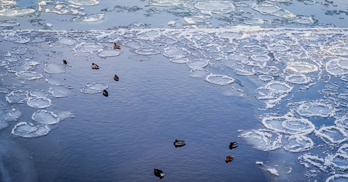 découvrez notre analyse approfondie du climat, explorant les tendances, les impacts des changements climatiques et les solutions durables pour préserver notre planète.