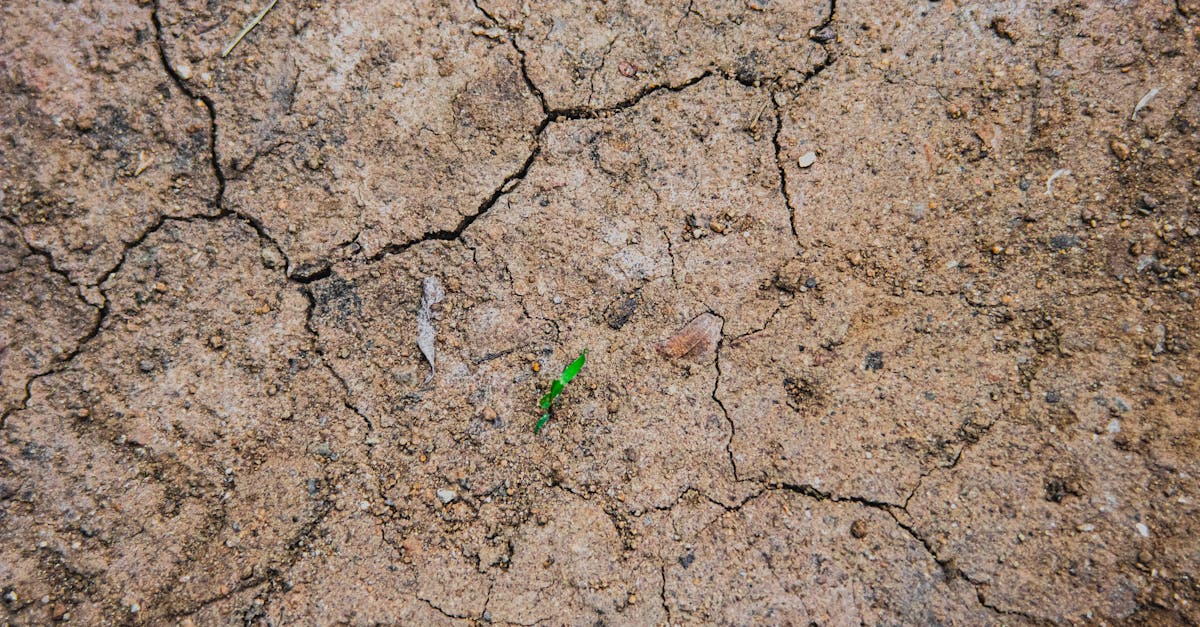 découvrez comment renforcer la résilience climatique de votre communauté et de votre entreprise face aux défis environnementaux. explorez les stratégies, les innovations et les bonnes pratiques pour s’adapter aux changements climatiques et assurer un avenir durable.