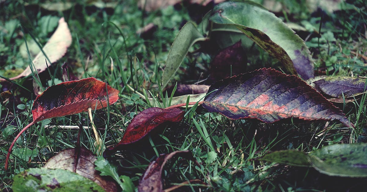 découvrez les enjeux et les solutions de la transition écologique pour un avenir durable. apprenez comment adopter des pratiques respectueuses de l'environnement, réduire votre empreinte carbone et participer activement à la protection de notre planète.