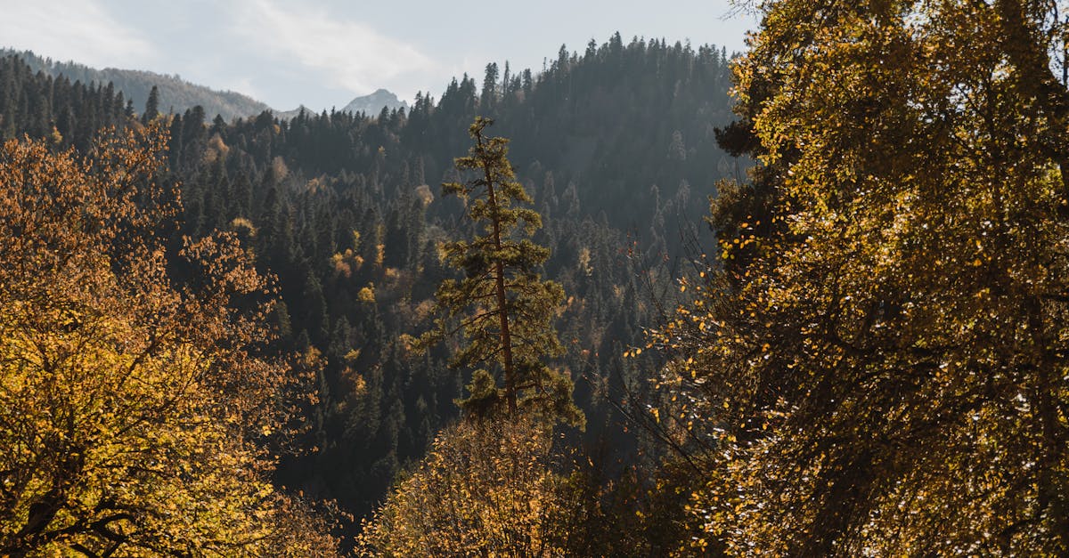 découvrez l'importance de la transition écologique dans la lutte contre le changement climatique. explorez les initiatives durables, les enjeux environnementaux et les actions nécessaires pour préserver notre planète pour les générations futures.