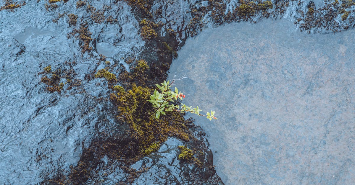 découvrez notre évaluation des politiques environnementales, analysant leur efficacité, leurs impacts et leurs recommandations pour un avenir durable. explorez les meilleures pratiques et les défis rencontrés dans la mise en œuvre des stratégies écologiques.