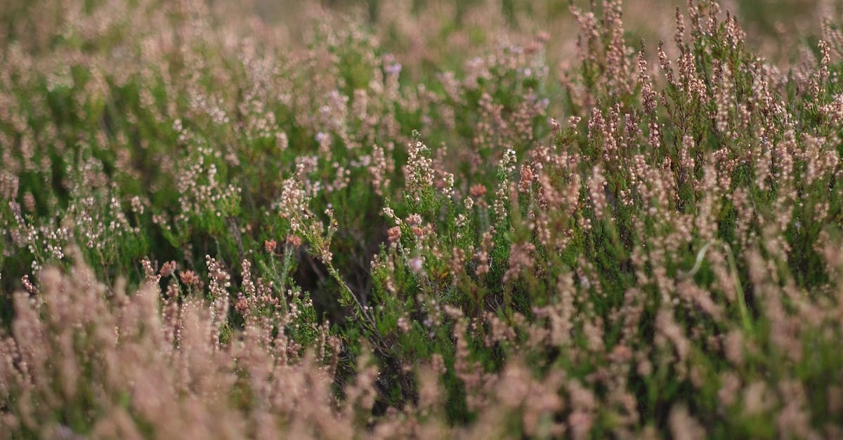 découvrez les enjeux et les initiatives de la politique environnementale européenne, visant à protéger la biodiversité, lutter contre le changement climatique et promouvoir le développement durable à travers des mesures innovantes et des collaborations internationales.