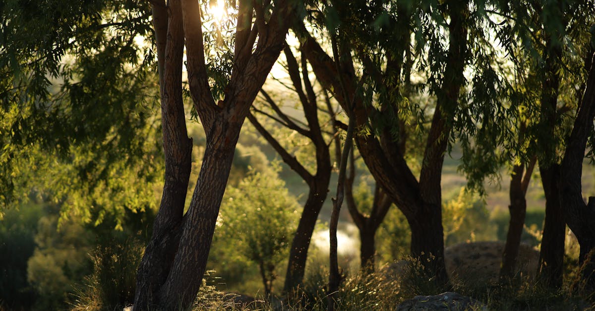 découvrez l'importance de la restauration des écosystèmes forestiers pour préserver la biodiversité, lutter contre le changement climatique et garantir un avenir durable. apprenez les méthodes et initiatives visant à revitaliser nos forêts et protéger notre planète.