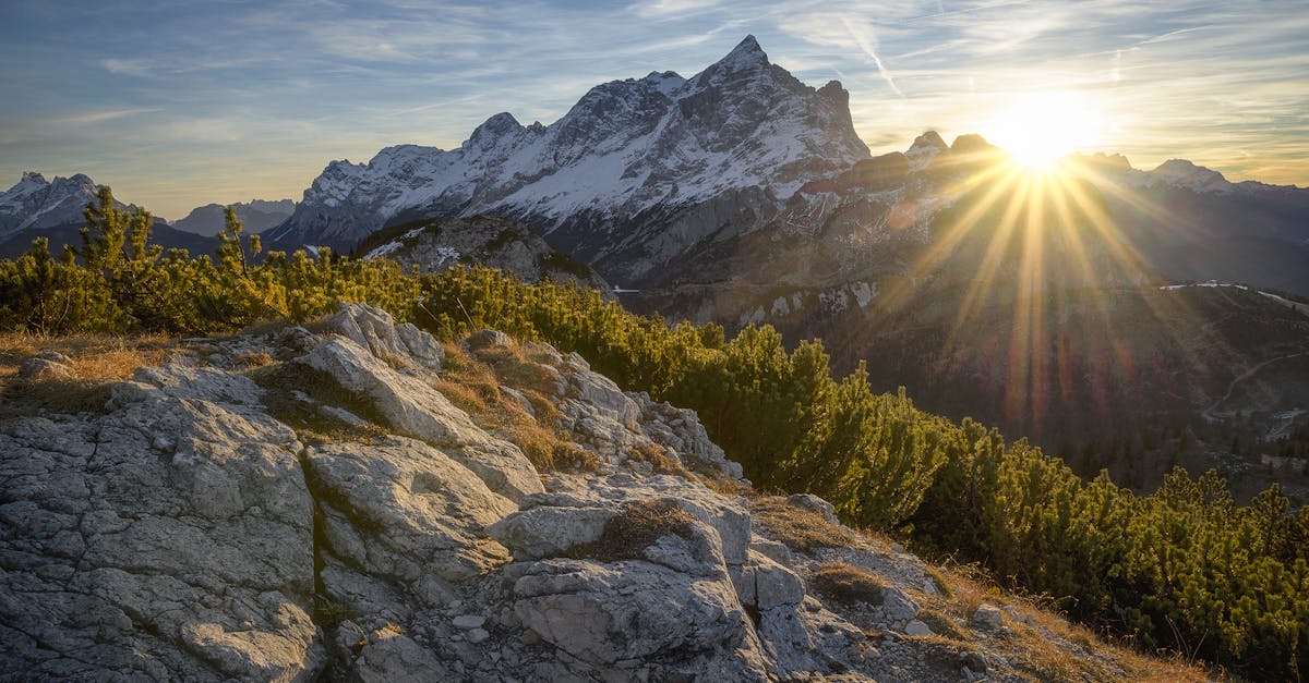 découvrez la richesse des forêts, écosystèmes essentiels où la biodiversité prospère, offrant un refuge pour de nombreuses espèces et jouant un rôle crucial dans la lutte contre le changement climatique.