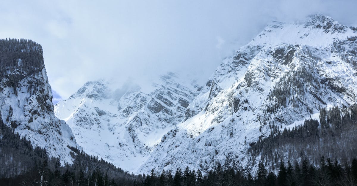 découvrez l'importance cruciale des forêts pour notre planète. apprenez-en davantage sur leurs écosystèmes riches, leur rôle dans la lutte contre le changement climatique et la biodiversité, ainsi que sur les actions à entreprendre pour les préserver.