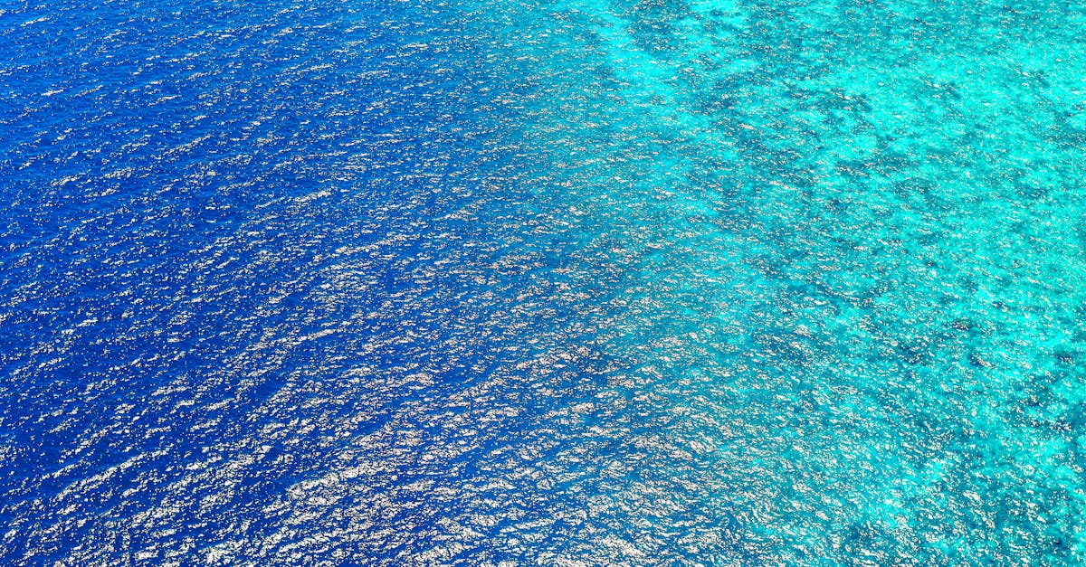 découvrez les mystères et la beauté des océans, des profondeurs abyssales aux récifs coralliens colorés. plongez dans un monde aquatique fascinant qui abrite une biodiversité incroyable et des écosystèmes vitaux pour notre planète.