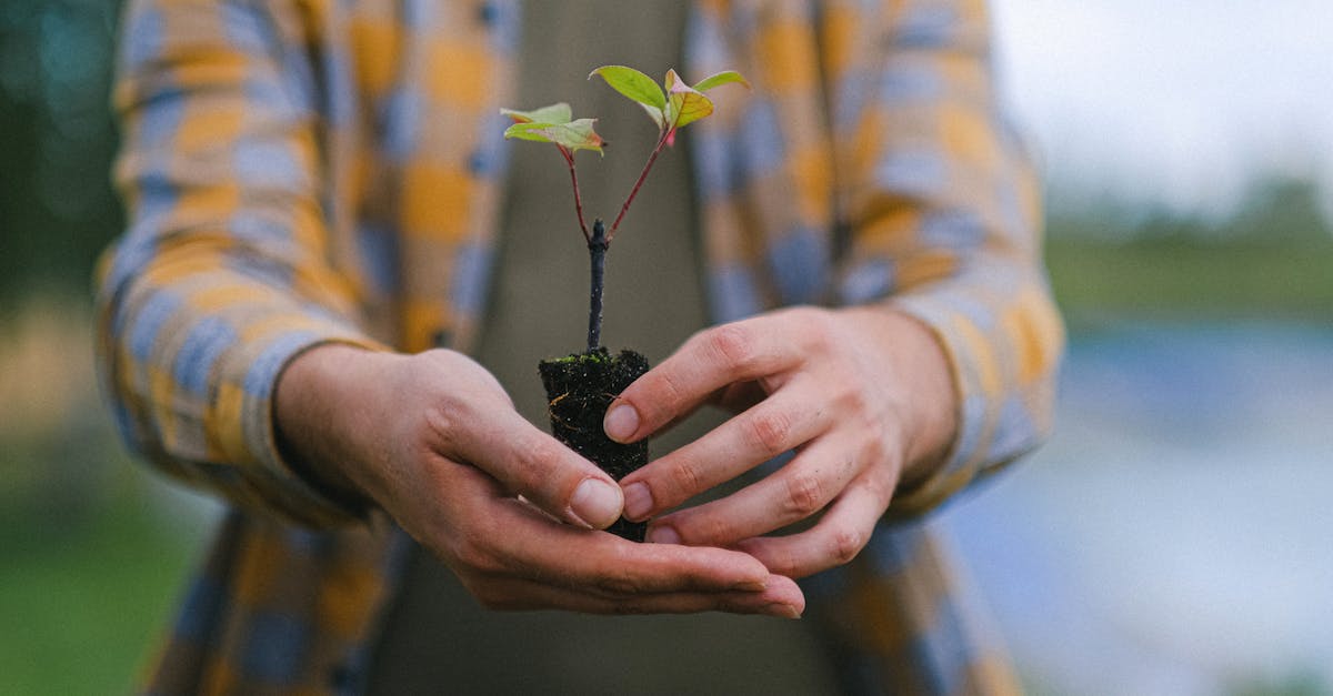 découvrez l'importance de la reforestation pour la planète. explorez les méthodes et les initiatives qui contribuent à restaurer les écosystèmes, à lutter contre le changement climatique et à préserver la biodiversité. engagez-vous dans la protection de notre environnement grâce à des actions concrètes.