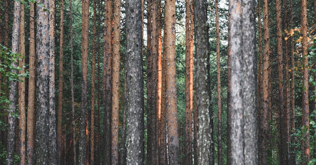 découvrez l'importance de la reforestation pour notre planète. apprenez comment cette pratique contribue à préserver la biodiversité, à lutter contre le changement climatique et à restaurer les écosystèmes dégradés. engagez-vous pour un avenir plus vert!