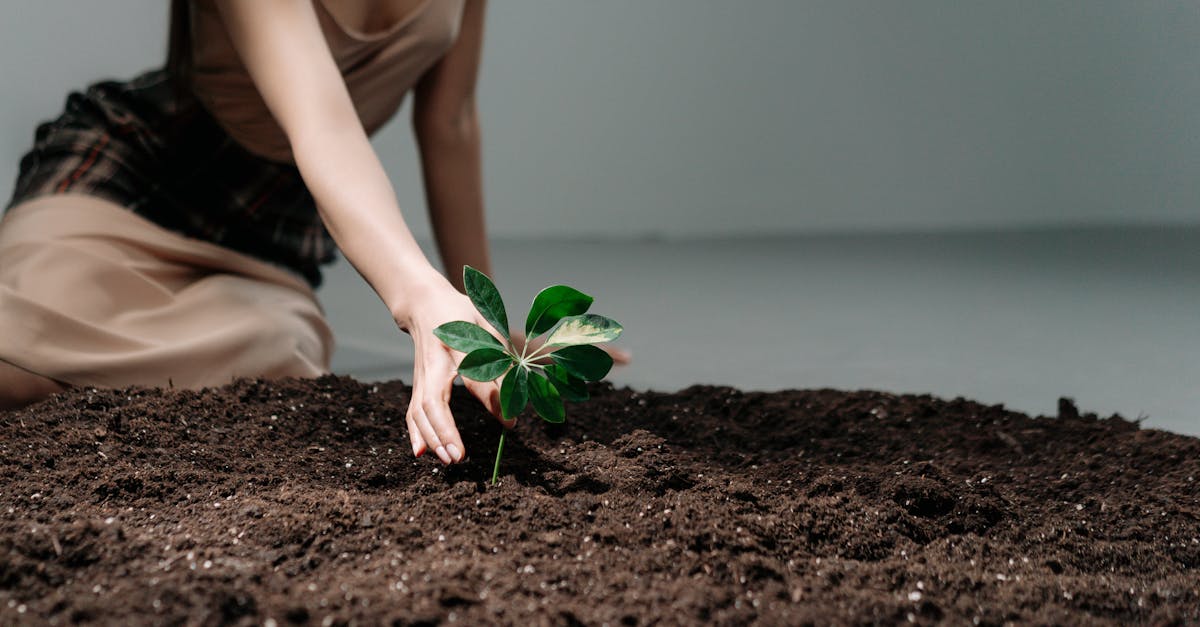 découvrez l'importance de la reforestation pour l'environnement et le climat. apprenez comment cette pratique lutte contre le changement climatique, préserve la biodiversité et améliore la qualité de l'air. rejoignez-nous dans nos efforts pour restaurer les forêts et protéger notre planète!