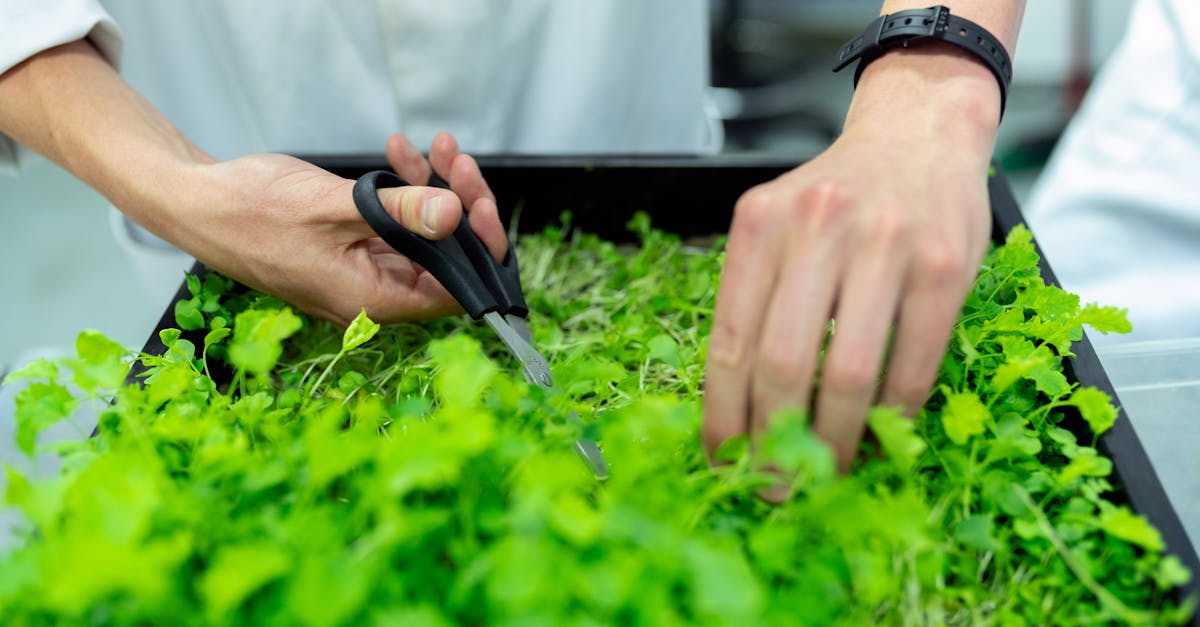 découvrez l'importance de la durabilité et ses enjeux pour notre planète. explorez des solutions innovantes et des pratiques écoresponsables qui contribuent à un avenir meilleur et plus durable, tant pour l'environnement que pour les sociétés.