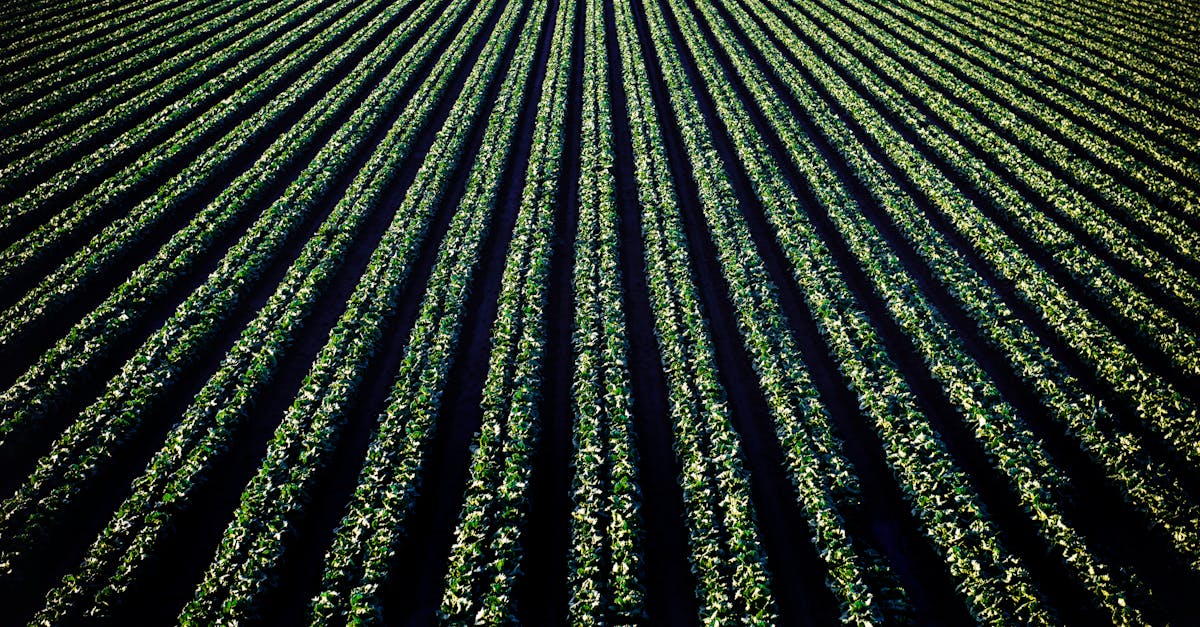 découvrez les pratiques de l'agriculture durable, qui allient respect de l'environnement, préservation des ressources naturelles et soutien aux communautés locales. apprenez comment ces méthodes innovantes contribuent à un avenir alimentaire durable et responsable.