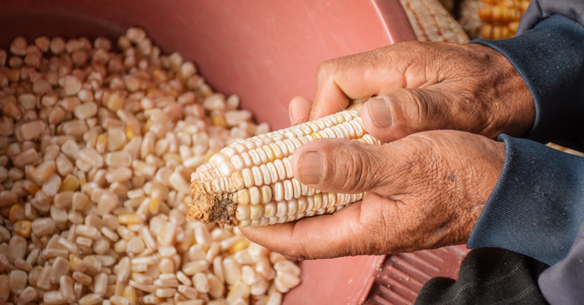 découvrez l'agriculture durable, une approche innovante qui préserve l'environnement tout en répondant aux besoins alimentaires mondiaux. explorez les pratiques écologiques, la gestion des ressources et les techniques de culture qui favorisent un avenir plus vert.