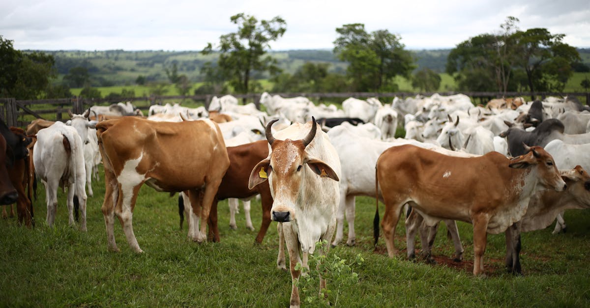 découvrez l'agriculture durable, une approche respectueuse de l'environnement qui allie innovation et tradition pour produire des aliments de qualité tout en préservant nos ressources naturelles. explorez les techniques et les pratiques qui favorisent une planète plus saine et un avenir alimentaire responsable.