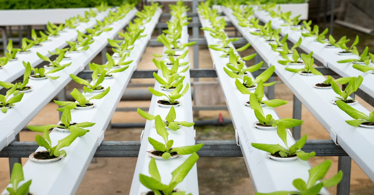 découvrez comment l'innovation durable transforme notre société en alliant progrès technologique et respect de l'environnement. explorez des solutions innovantes pour un avenir plus vert et responsable.