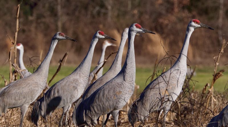 découvrez l'importance de la biodiversité pour notre planète, apprenez comment elle impacte notre écosystème et explorez des moyens concrets de la préserver pour les générations futures.