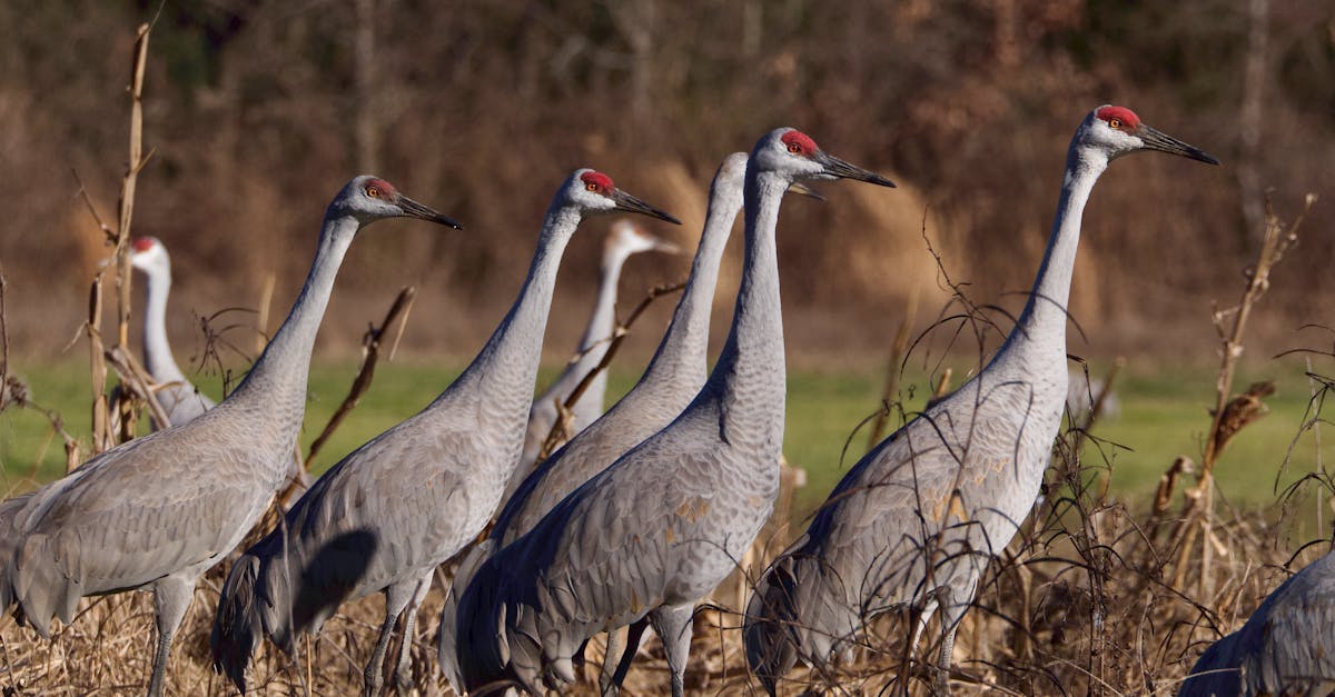 Changement climatique et biodiversité : vers une extinction de masse ?