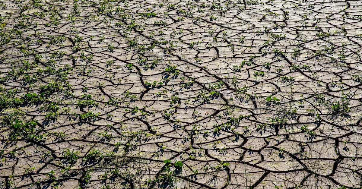 découvrez les enjeux de la crise climatique et son impact sur notre planète. informez-vous sur les causes, les conséquences et les solutions pour lutter contre ce défi mondial urgent.