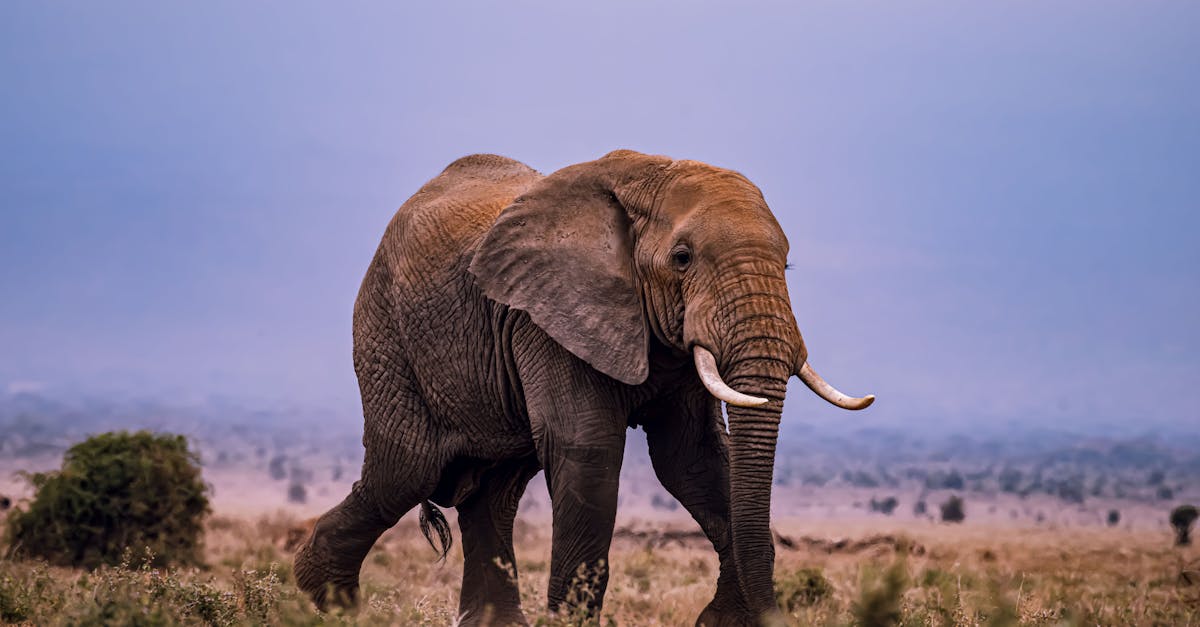 Les animaux en danger à cause du changement climatique