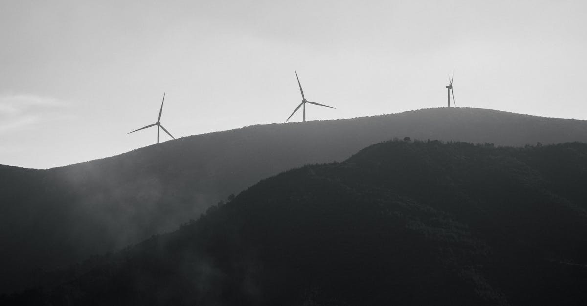 découvrez l'importance de la conservation de l'environnement : des stratégies, des initiatives et des actions pour protéger notre planète et préserver la biodiversité pour les générations futures.