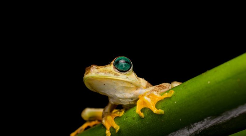 découvrez l'importance de la biodiversité et son rôle crucial dans l'équilibre des écosystèmes. apprenez comment préserver la variété des espèces pour garantir un avenir durable.