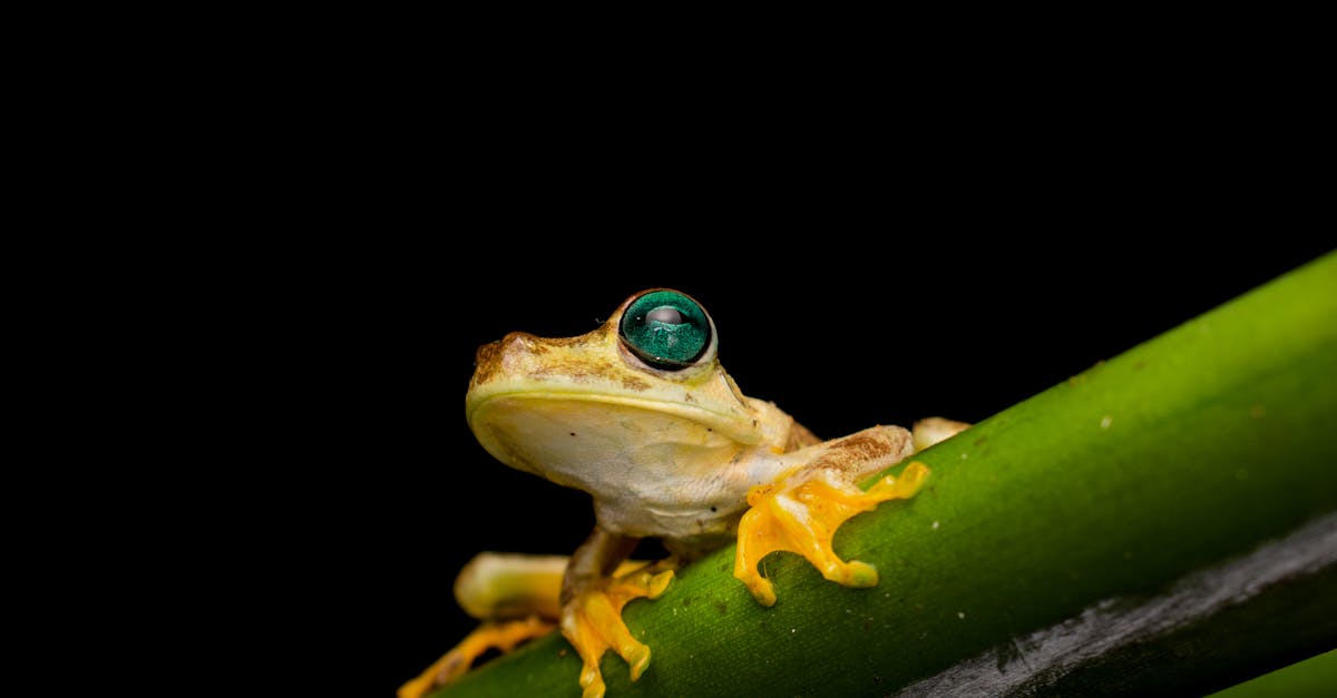 découvrez l'importance de la biodiversité et son rôle crucial dans l'équilibre des écosystèmes. apprenez comment préserver la variété des espèces pour garantir un avenir durable.