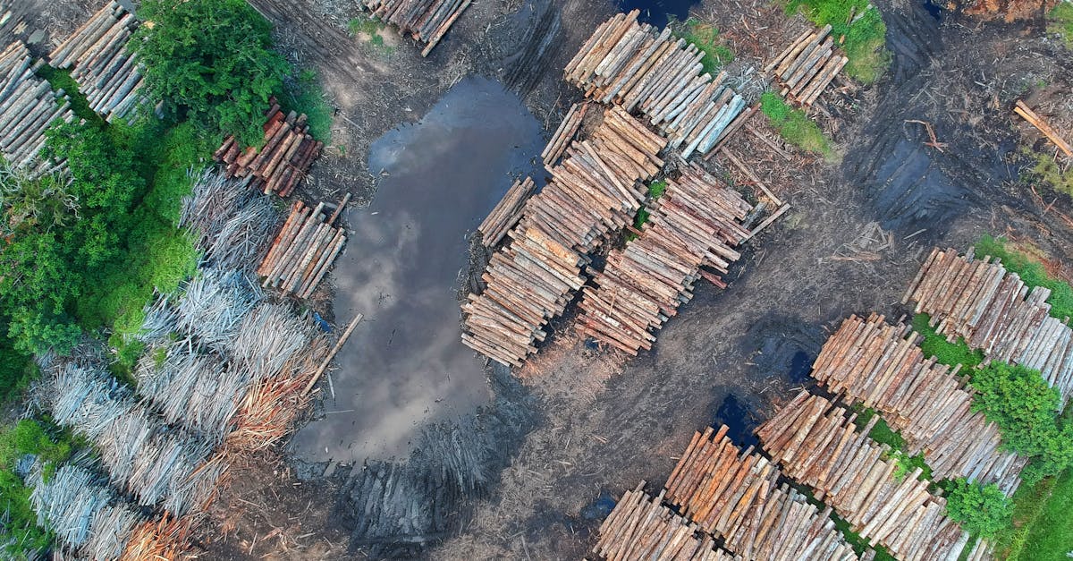 la déforestation est un processus alarmant qui implique l'élimination massive des forêts, entraînant des conséquences environnementales graves. découvrez les causes, les impacts et les solutions pour préserver nos précieuses ressources forestières.