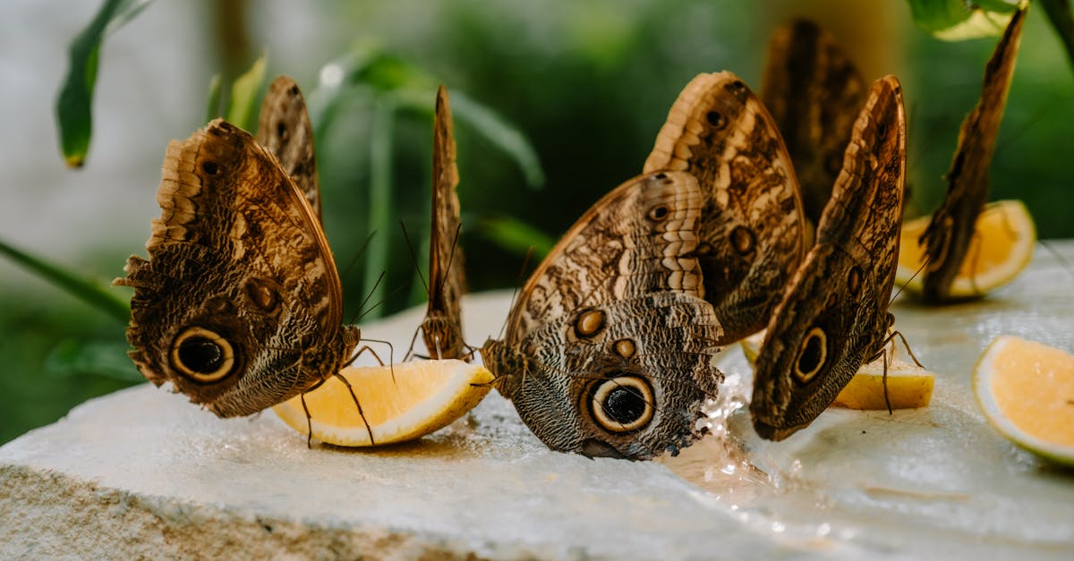 découvrez l'importance de la biodiversité pour notre planète. explorez les différentes espèces, leurs habitats et l'impact de la pollution et du changement climatique sur cet équilibre fragile. engagez-vous pour la conservation et apprenez comment chaque action compte.